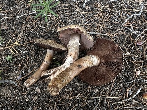  ( - FDS-CA-01622)  @11 [ ] c (2024) Rudy Diaz Fungal Diversity Survey