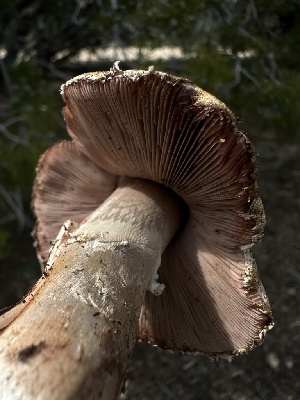  ( - FDS-CA-01622)  @11 [ ] c (2024) Rudy Diaz Fungal Diversity Survey