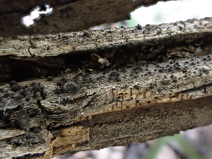  ( - FDS-CA-01624)  @11 [ ] c (2024) Rudy Diaz Fungal Diversity Survey