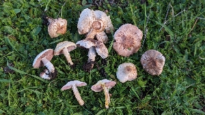  (Agaricus micromegethus - FDS-CA-01768)  @11 [ ] c (2024) Michelle C. Torres-Grant Fungal Diversity Survey