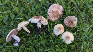 ( - FDS-CA-01768)  @11 [ ] c (2024) Michelle C. Torres-Grant Fungal Diversity Survey