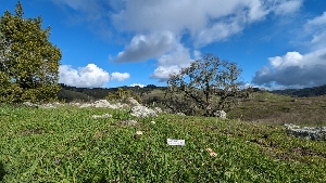  ( - FDS-CA-01768)  @11 [ ] c (2024) Michelle C. Torres-Grant Fungal Diversity Survey