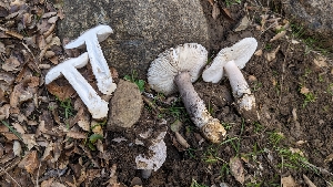  ( - FDS-CA-01773)  @11 [ ] c (2024) Michelle C. Torres-Grant Fungal Diversity Survey