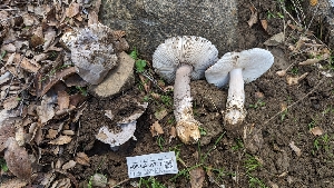  ( - FDS-CA-01773)  @11 [ ] c (2024) Michelle C. Torres-Grant Fungal Diversity Survey