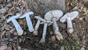  ( - FDS-CA-01773)  @11 [ ] c (2024) Michelle C. Torres-Grant Fungal Diversity Survey