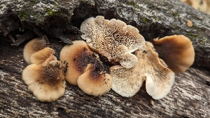  ( - FDS-CA-01785)  @11 [ ] c (2024) Michelle C. Torres-Grant Fungal Diversity Survey