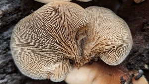 ( - FDS-CA-01785)  @11 [ ] c (2024) Michelle C. Torres-Grant Fungal Diversity Survey