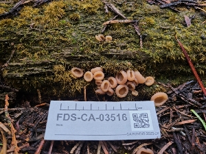  (Gyromitra sp. CA02 - FDS-CA-03516)  @11 [ ] by-nc (2024) Fresno Mycology Society Fungal Diversity Survey