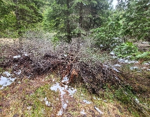  ( - FDS-CA-03518)  @11 [ ] by-nc (2024) Fresno Mycology Society Fungal Diversity Survey