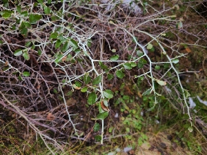  ( - FDS-CA-03518)  @11 [ ] by-nc (2024) Fresno Mycology Society Fungal Diversity Survey