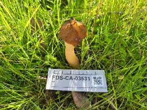  ( - FDS-CA-03531)  @11 [ ] by-nc (2024) Fresno Mycology Society Fungal Diversity Survey