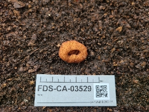  (Balsamia filamentosa - FDS-CA-03529)  @11 [ ] by-nc (2024) Fresno Mycology Society Fungal Diversity Survey