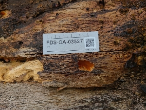  ( - FDS-CA-03527)  @11 [ ] by-nc (2024) Fresno Mycology Society Fungal Diversity Survey