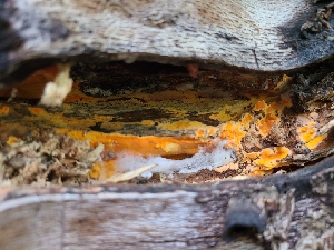  ( - FDS-CA-03527)  @11 [ ] by-nc (2024) Fresno Mycology Society Fungal Diversity Survey