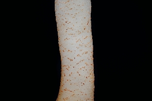  ( - FDS-CA-03531)  @11 [ ] by-nc (2024) Fresno Mycology Society Fungal Diversity Survey