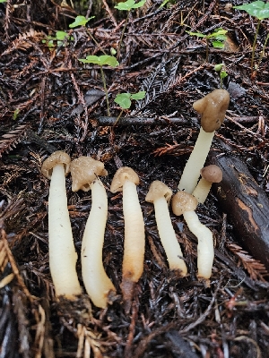  ( - FDS-CA-02137)  @11 [ ] by (2024) Mandy Hackney Fungal Diversity Survey