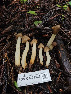  ( - FDS-CA-02137)  @11 [ ] by (2024) Mandy Hackney Fungal Diversity Survey