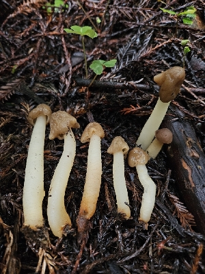  ( - FDS-CA-02137)  @11 [ ] by (2024) Mandy Hackney Fungal Diversity Survey