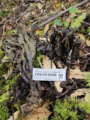  ( - FDS-CA-02286)  @11 [ ] by (2024) Mandy Hackney Fungal Diversity Survey