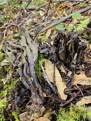  ( - FDS-CA-02286)  @11 [ ] by (2024) Mandy Hackney Fungal Diversity Survey