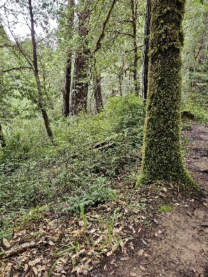  ( - FDS-CA-02286)  @11 [ ] by (2024) Mandy Hackney Fungal Diversity Survey