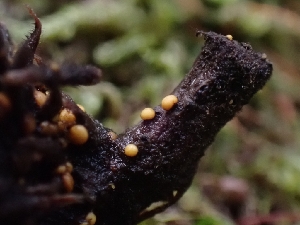  (Aspergillus lentisci - FDS-CA-02275)  @11 [ ] by (2024) Mandy Hackney Fungal Diversity Survey