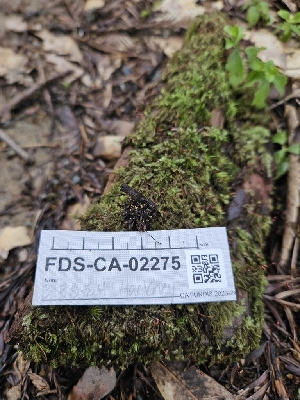  ( - FDS-CA-02275)  @11 [ ] by (2024) Mandy Hackney Fungal Diversity Survey