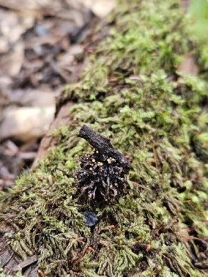  ( - FDS-CA-02275)  @11 [ ] by (2024) Mandy Hackney Fungal Diversity Survey