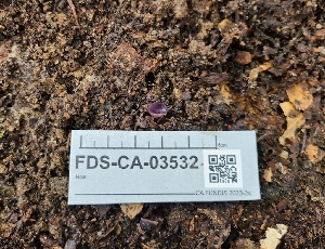  (Ionopezia - FDS-CA-03532)  @11 [ ] by-nc (2024) Fresno Mycology Society Fungal Diversity Survey