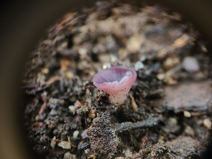 ( - FDS-CA-03532)  @11 [ ] by-nc (2024) Fresno Mycology Society Fungal Diversity Survey