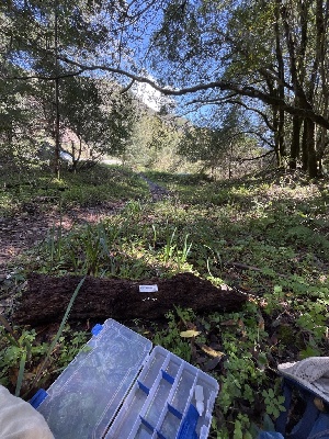  ( - FDS-CA-00049)  @11 [ ] by-nc (2024) Dean Lyons Fungal Diversity Survey