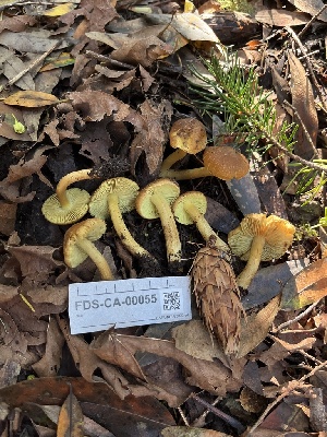  ( - FDS-CA-00055)  @11 [ ] by-nc (2024) Dean Lyons Fungal Diversity Survey