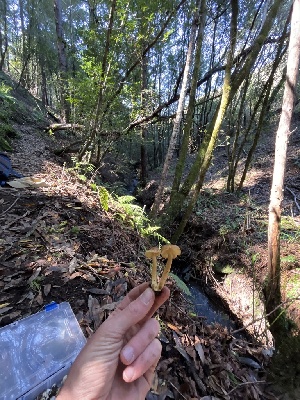  ( - FDS-CA-00055)  @11 [ ] by-nc (2024) Dean Lyons Fungal Diversity Survey