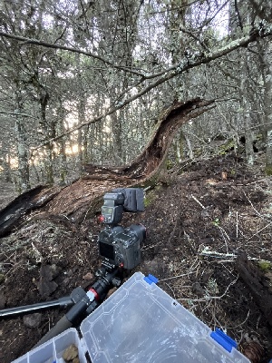  ( - FDS-CA-00063)  @11 [ ] by-nc (2024) Dean Lyons Fungal Diversity Survey