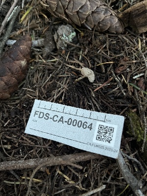  ( - FDS-CA-00064)  @11 [ ] by-nc (2024) Dean Lyons Fungal Diversity Survey