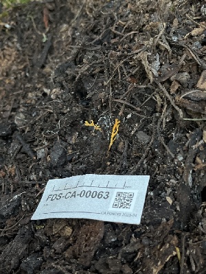  ( - FDS-CA-00063)  @11 [ ] by-nc (2024) Dean Lyons Fungal Diversity Survey
