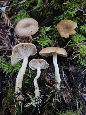 ( - FDS-CA-02287)  @11 [ ] by (2024) Mandy Hackney Fungal Diversity Survey