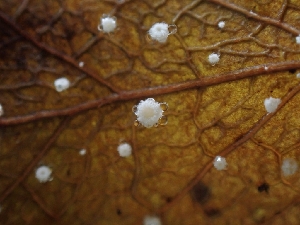  ( - FDS-CA-02290)  @11 [ ] by (2024) Mandy Hackney Fungal Diversity Survey