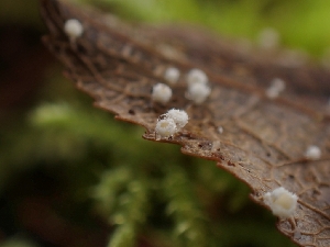  ( - FDS-CA-02290)  @11 [ ] by (2024) Mandy Hackney Fungal Diversity Survey