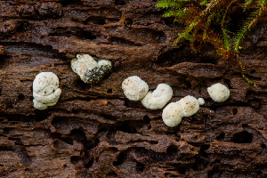  (Podosordaria - FDS-CA-00049)  @11 [ ] by-nc (2024) Dean Lyons Fungal Diversity Survey