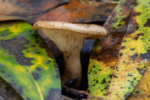  ( - FDS-CA-00052)  @11 [ ] by-nc (2024) Dean Lyons Fungal Diversity Survey