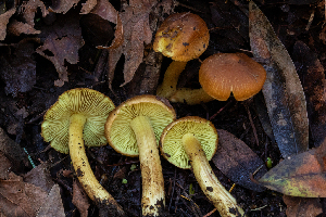  ( - FDS-CA-00055)  @11 [ ] by-nc (2024) Dean Lyons Fungal Diversity Survey