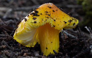  ( - FDS-CA-00061)  @11 [ ] by-nc (2024) Dean Lyons Fungal Diversity Survey