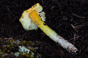  ( - FDS-CA-00061)  @11 [ ] by-nc (2024) Dean Lyons Fungal Diversity Survey