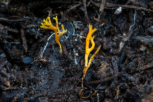  (Ramariopsis sp. CA05 - FDS-CA-00063)  @11 [ ] by-nc (2024) Dean Lyons Fungal Diversity Survey