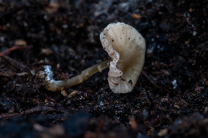  ( - FDS-CA-00064)  @11 [ ] by-nc (2024) Dean Lyons Fungal Diversity Survey