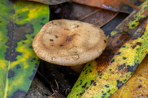  ( - FDS-CA-00052)  @11 [ ] by-nc (2024) Dean Lyons Fungal Diversity Survey