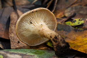  ( - FDS-CA-00052)  @11 [ ] by-nc (2024) Dean Lyons Fungal Diversity Survey