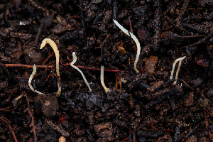  (Ramariopsis sp. CA04 - FDS-CA-00060)  @11 [ ] by-nc (2024) Dean Lyons Fungal Diversity Survey
