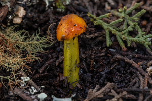  ( - FDS-CA-00059)  @11 [ ] by-nc (2024) Dean Lyons Fungal Diversity Survey